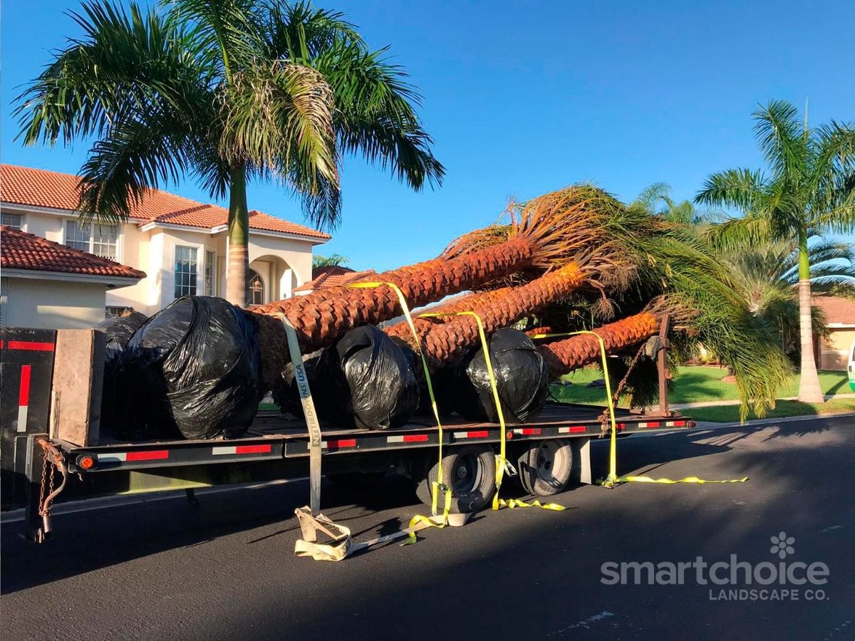 Palms delivered on a Smart Choice trailer for installation
